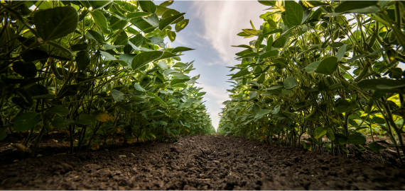 Soybean field