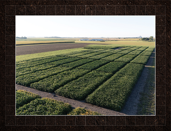 Field of plants on a farm