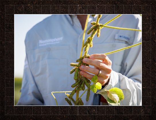 Man holding a stalk of soybean