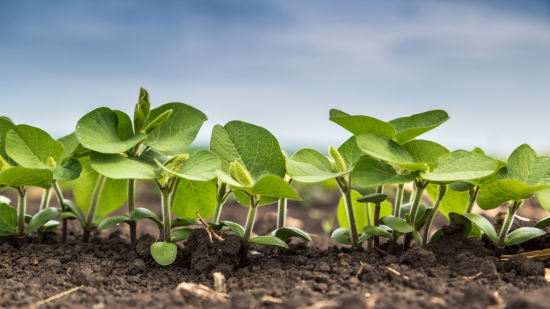 Soybean leaves in a field