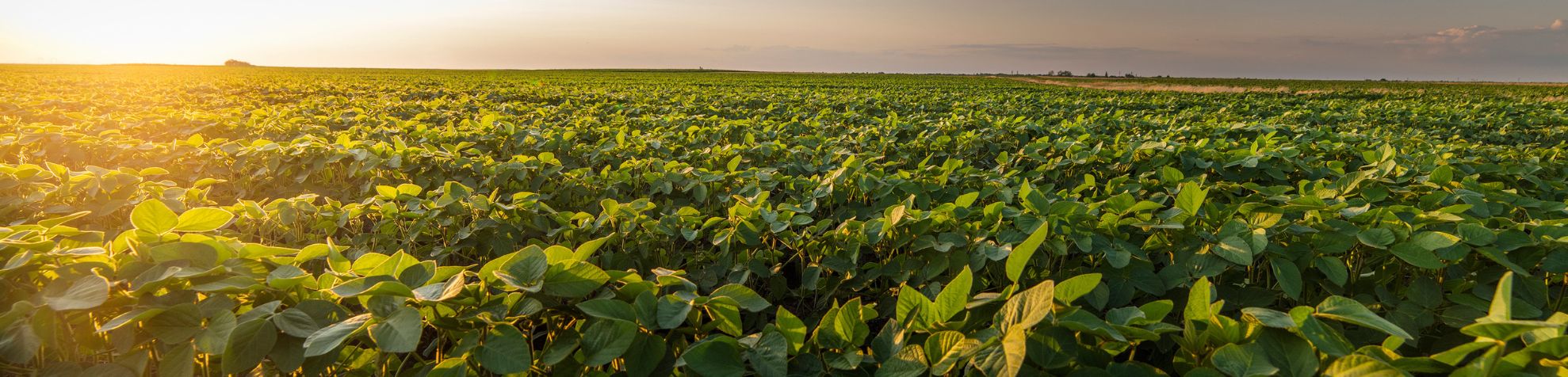 Picture of a crop field and the horizon in the background, A Fast Farewell to Aphids text