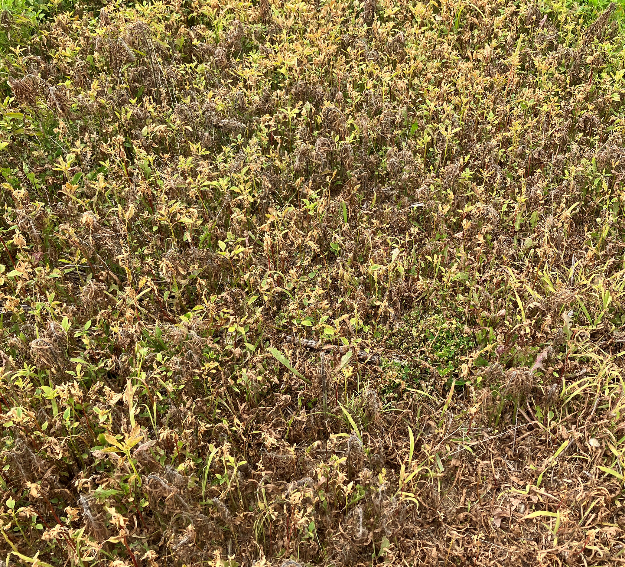 Broadleaf weeds after burndown herbicide application in soybean field