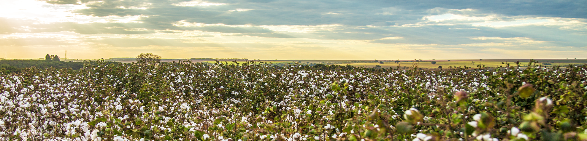 Overlook of cotton field at harvest in late afternoon sun