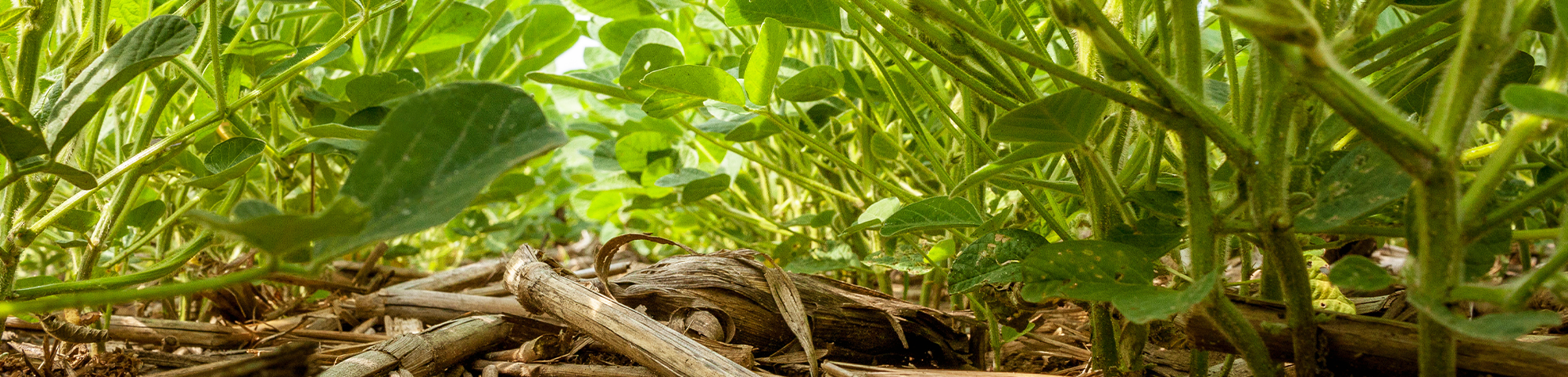 No-till young soybeans planted into corn residue
