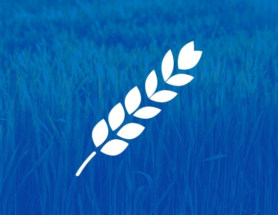 Wheat Image