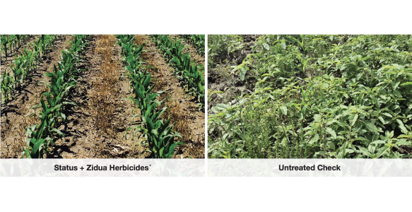 Field treated with Status and Zidua herbivcide vs field untreated