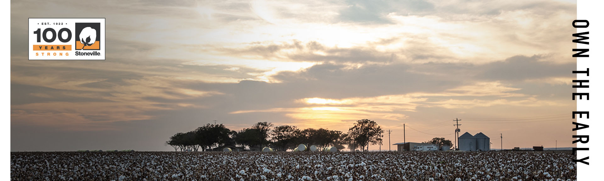 Cotton field under a sunset