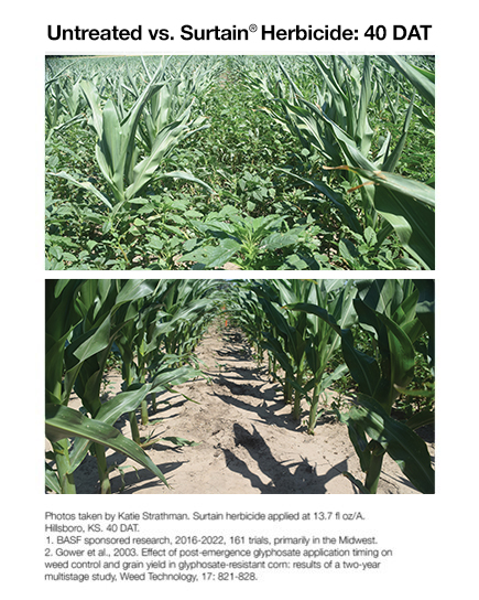 Corn treated with Surtain vs untreated