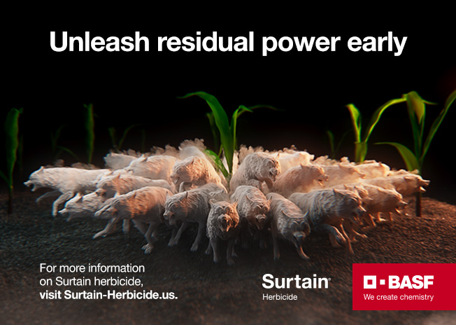 Wolfpack defending corn field