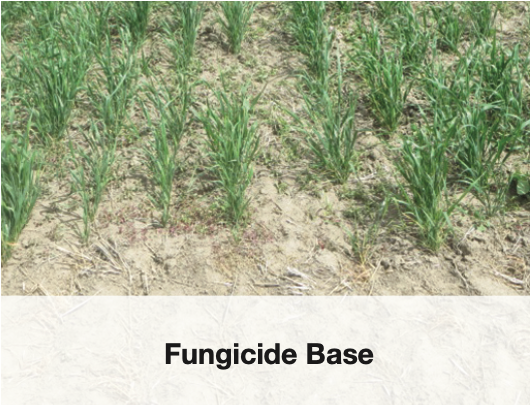 Fungicide Base for cereal crop