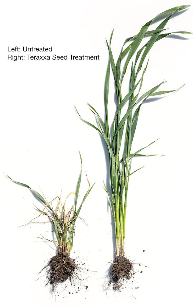 Alt Text (3) Side-by-side single wheat plant growth stage comparison of a smaller, untreated plant versus a taller, healthier plant protected by Teraxxa Seed Treatment.