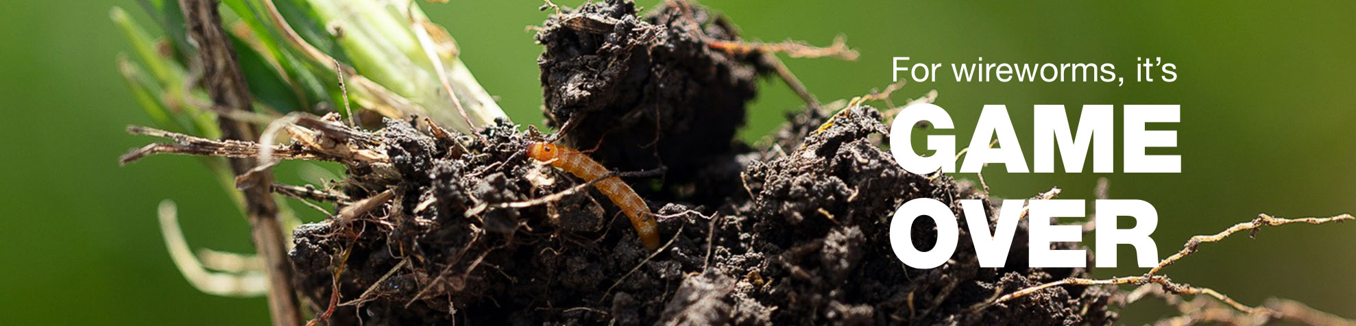 Wireworm image - For Wireworms, it's Game Over