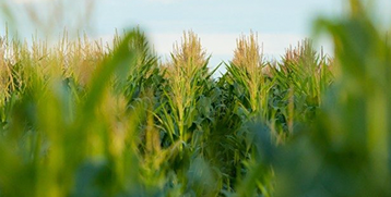 Corn stalks in a field