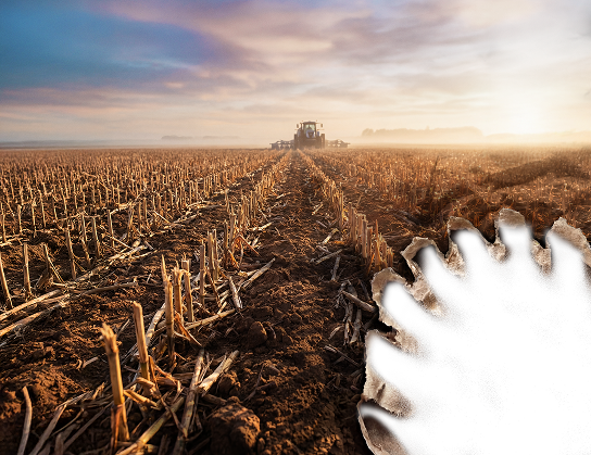 A wheat field that has been knocked down