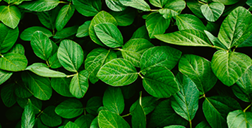 Soy plant leaves