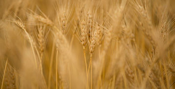 Yellow wheat stalks in a field