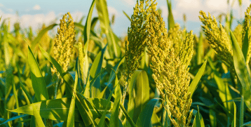 sorghum wheat stalks in a field