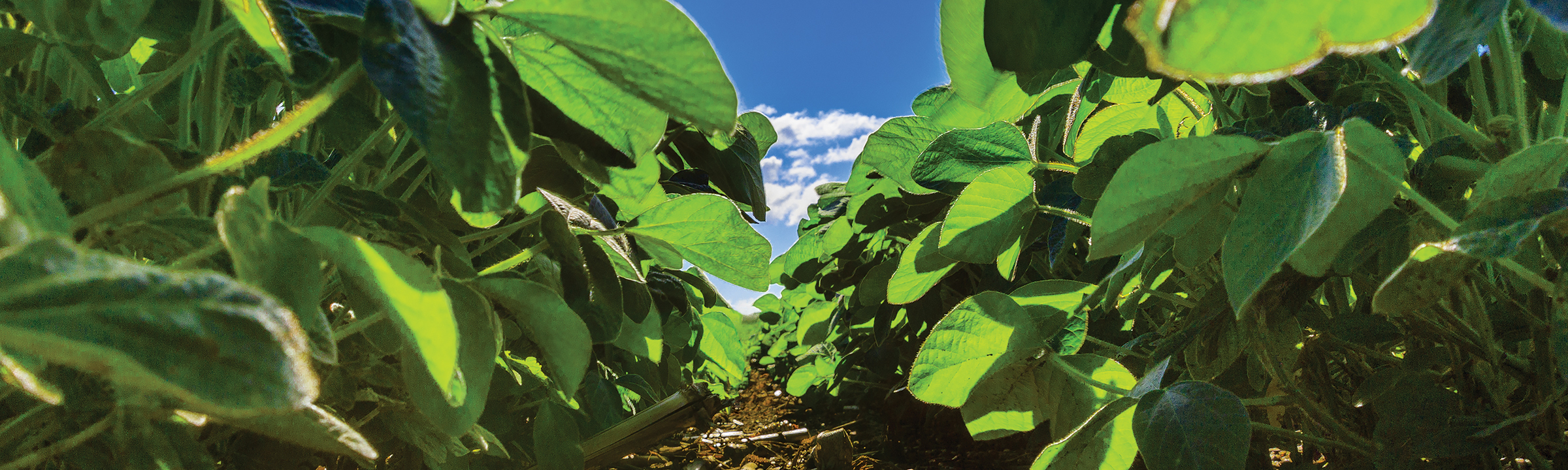 Soybean field
