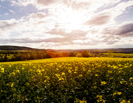 Soybean field