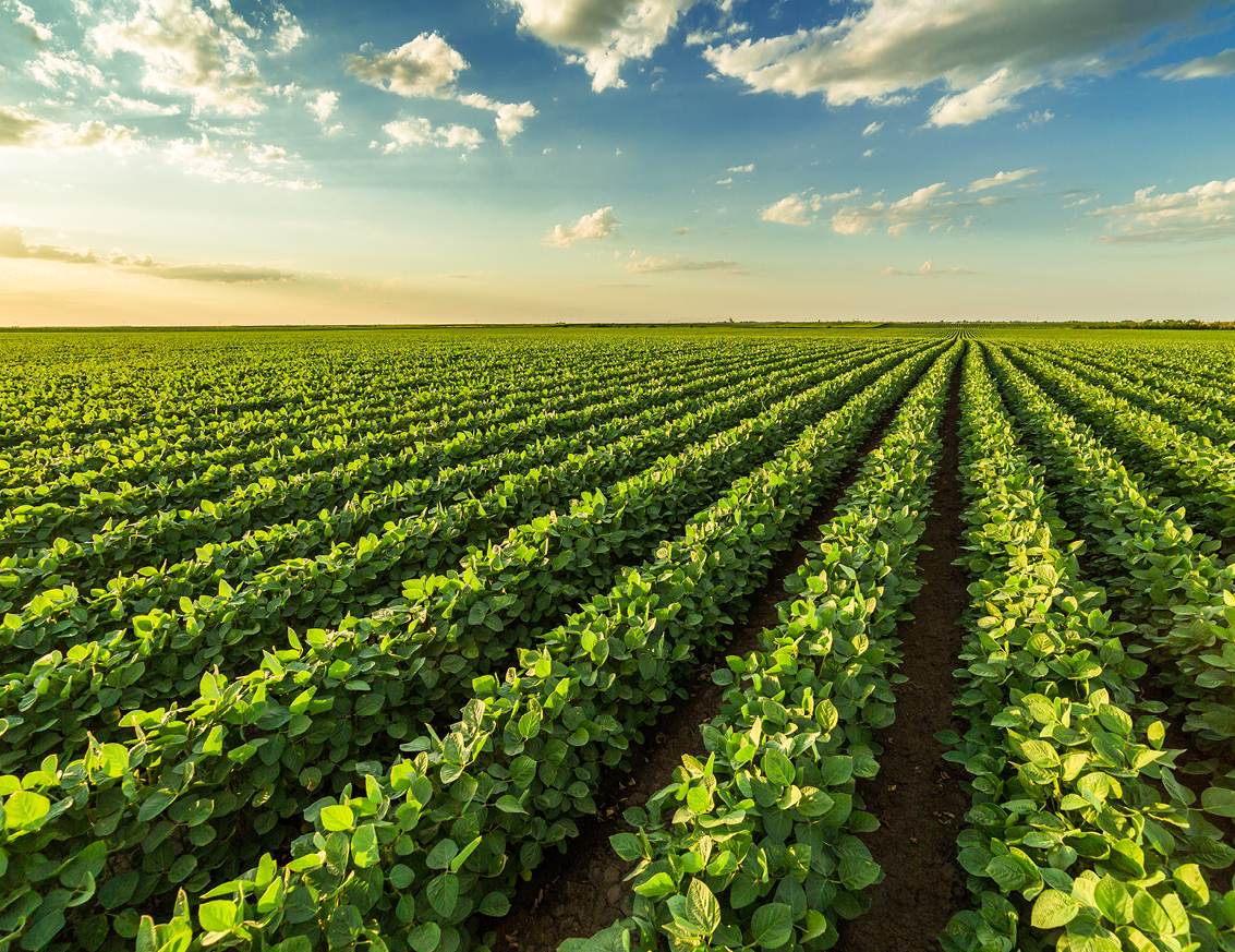 Soybean field