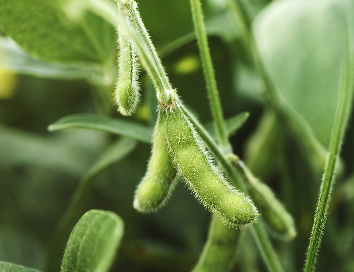 Soybean pods on a branch