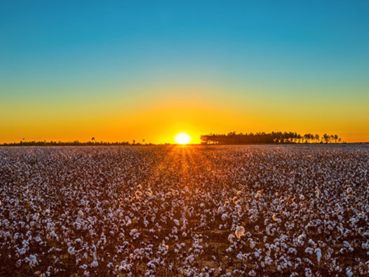 Cotton field at sunset