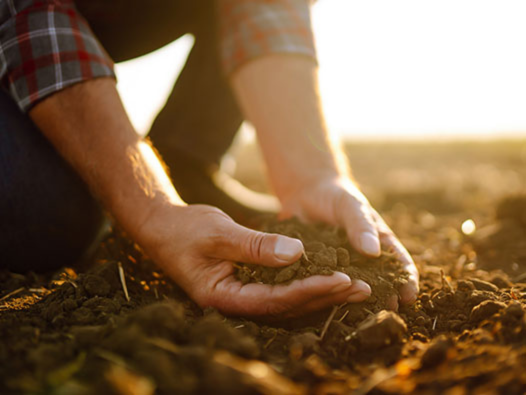 Hands cupping dirt
