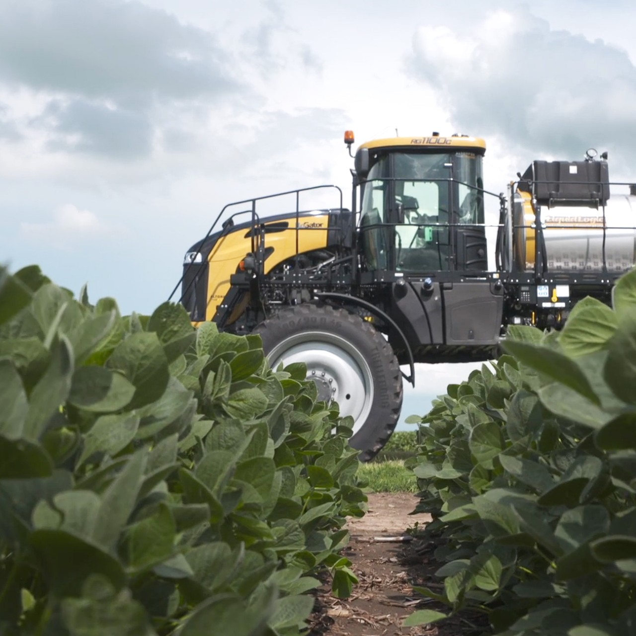 Liberty Herbicide PostEmergent Herbicide for Soybeans