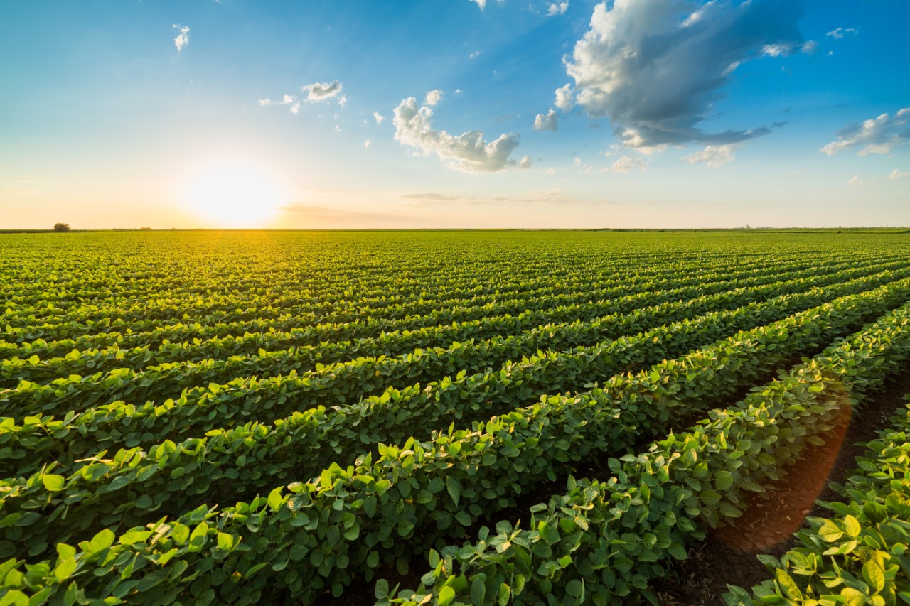 Green ripening soybean field, agricultural landscape; Shutterstock ID 1184288707; purchase_order:PO Number: Shutterstock 1086744798; job:Onur Cinar; client:AP/DC; other:20768252