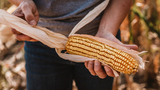 Hands peeling husk for an ear of corn