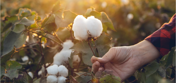 Hand picking cotton