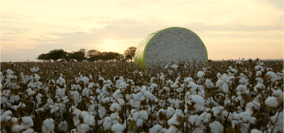 Bale of cotton in a cotton field