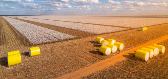 Multiple cotton bales in a field