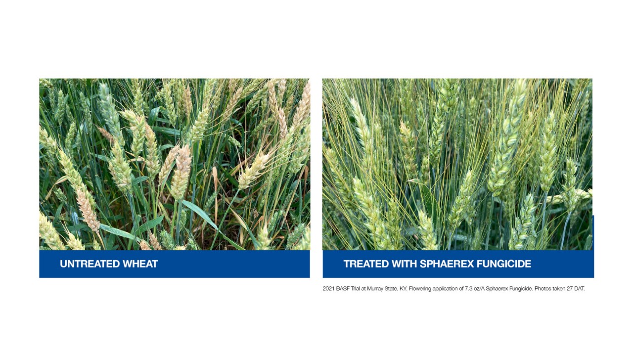 Field not treated with Sphaerex vs. field treated with Sphaerex