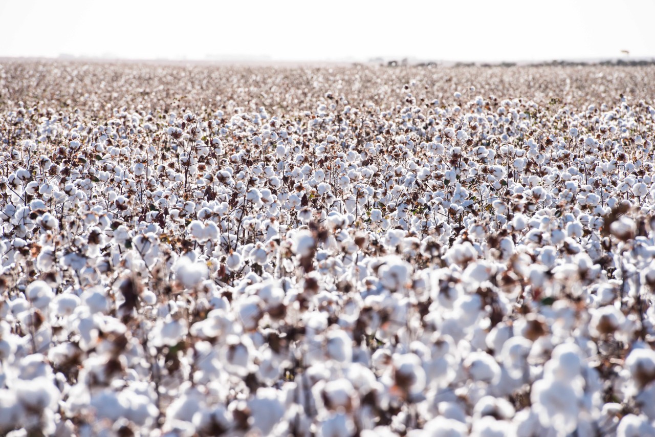 Bright white cotton plantation - Cotton field - Cotton Crop - Agribusiness - Agronegócio