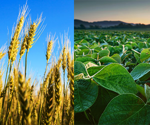 Wheat field and bean field side by side