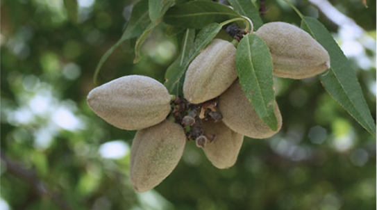 Almonds hanging on a branch