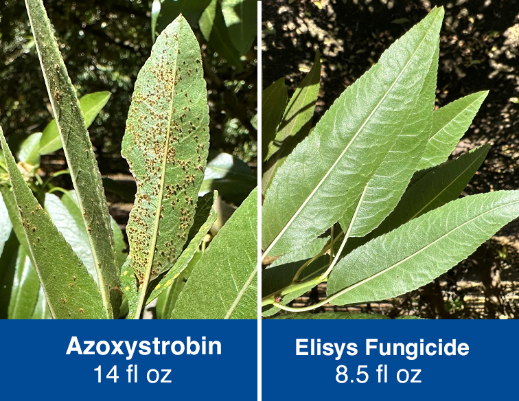 Side-by-side comparison of crops using Azoxystrobin vs Elisys fungicide