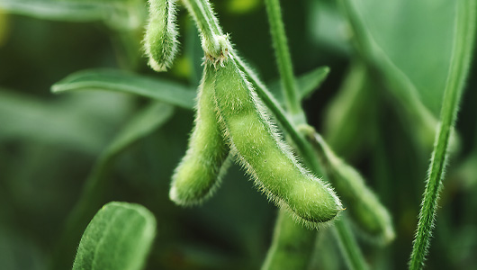 Soybeans on a plant