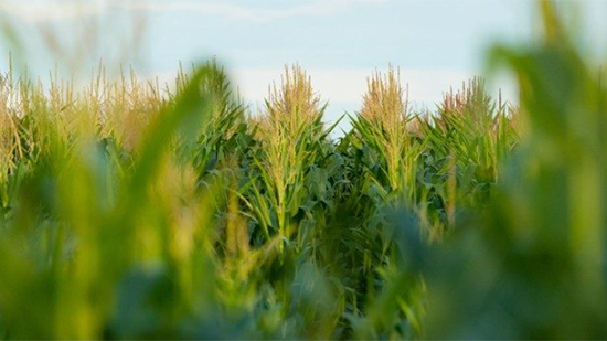 Close image of corn stalk in a field