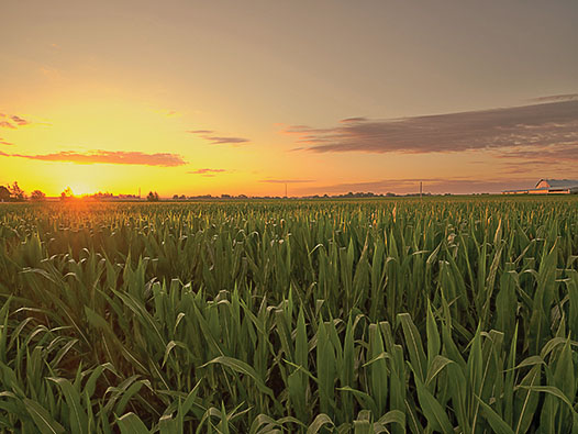 Corn field at sunset