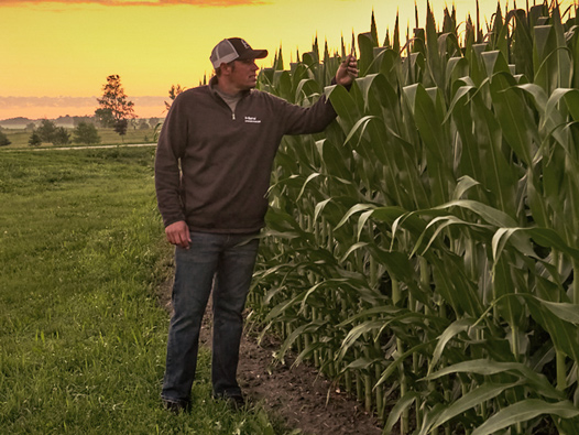 A touch a corn stalk in a corn field