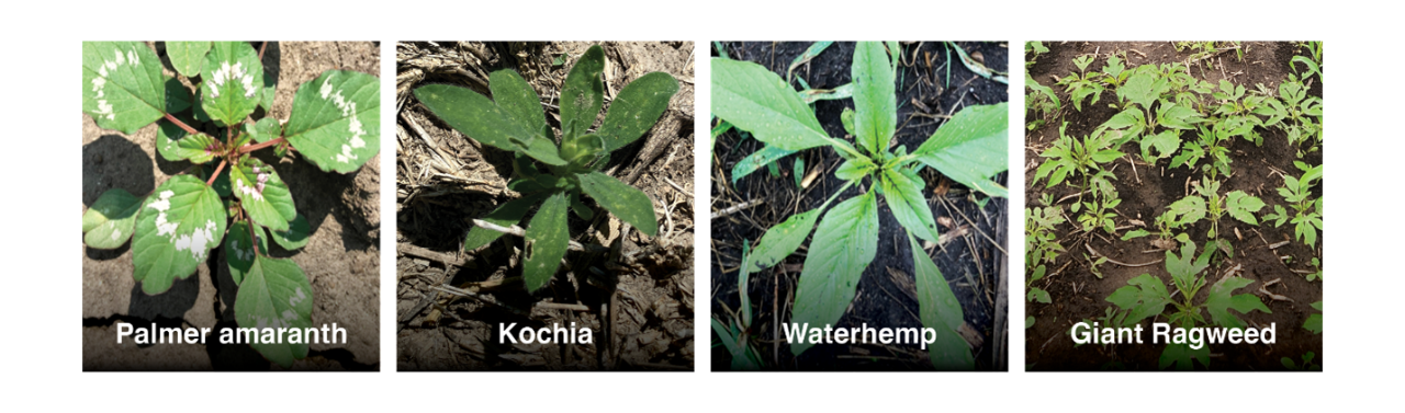 Various weeds in a field