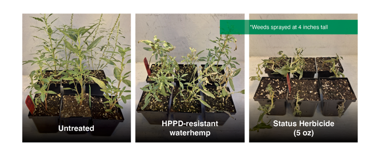 Various weeds in flower pots