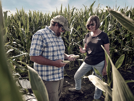 Man and woman standing in a corn field