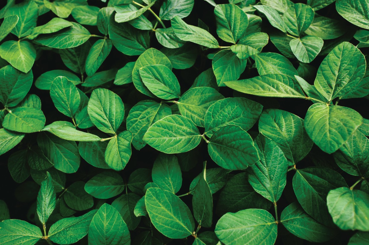 Big and fresh soybean leaves in detail