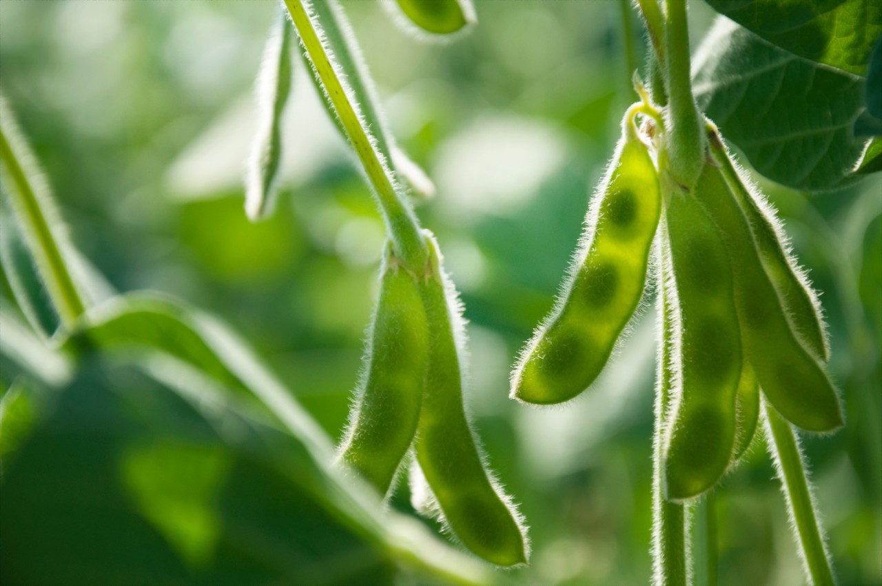 Young green pods of varietal soybeans on a plant stem in a soybean field during the active growth of crops. Selective focus.