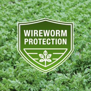 Wireworm Protection