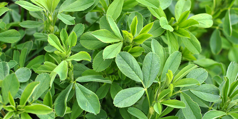 Sefina Insecticide from BASF for use in alfalfa crops