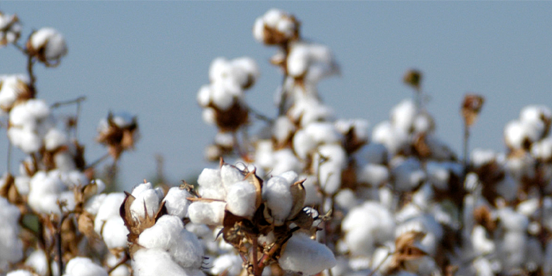 Sefina Insecticide from BASF for use in cotton crops